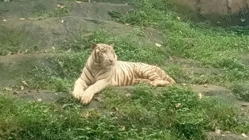 Usut Kematian Harimau Putih Anggun, Walkot Semarang Minta Evaluasi Total