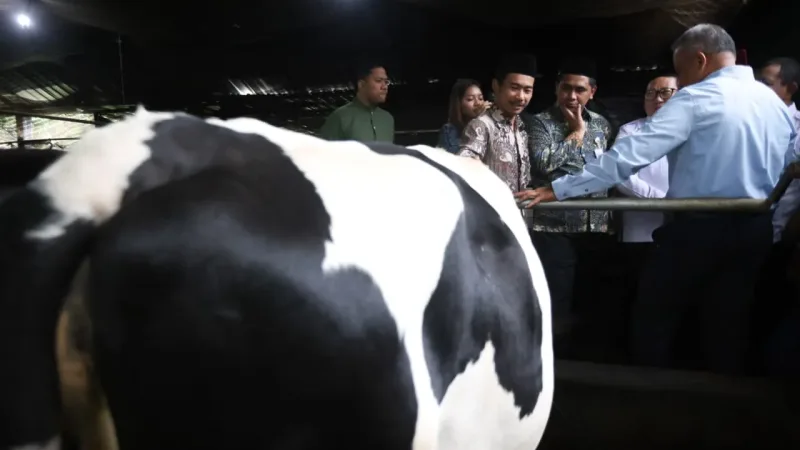 Taj Yasin dukung kesehatan ternak melalui Healing, sementara koperasi peternak perlu diperkuat.