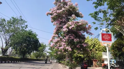 Tabebuya Bermekaran, Jalan Madukoro Semarang Makin Diminati untuk Menikmati Senja