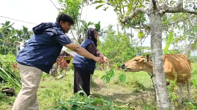 TEP 3 UNDIP Bantu Peternak Senggi Taksir Bobot Sapi dengan Pita Ukur Sederhana