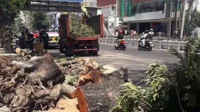 Pohon Tumbang di Jl Pandanaran Semarang, Pemkot Evaluasi Pemeliharaan RTH