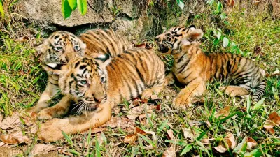 Tiga Anak Harimau Benggala Jadi Daya Tarik Semarang Zoo, Simak Harga Tiket Terbarunya