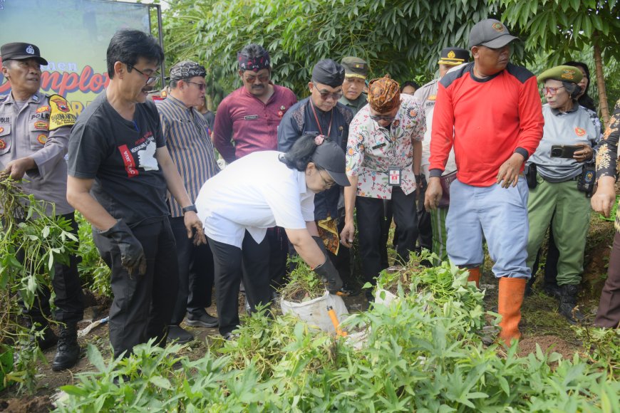 Panen Raya Ubi Jalar dan Singkong, Wali Kota Agustina Dorong Ketahanan Pangan Semarang