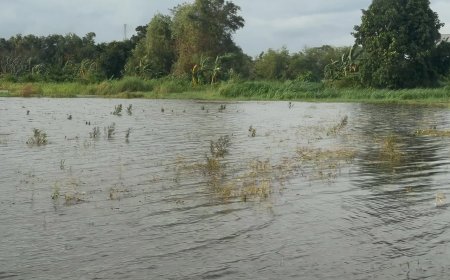 Ratusan Hektare Sawah Terdampak Banjir, Pemprov Jateng Ajukan Klaim AUTP