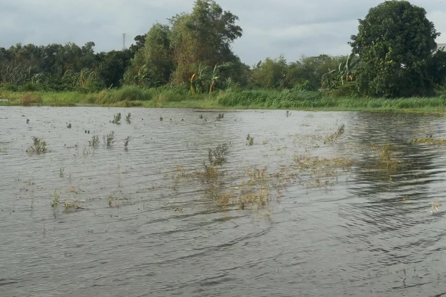 Ratusan Hektare Sawah Terdampak Banjir, Pemprov Jateng Ajukan Klaim AUTP