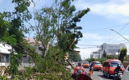 Pemkot Semarang Evakuasi 86 Pohon Tumbang Usai Hujan Angin