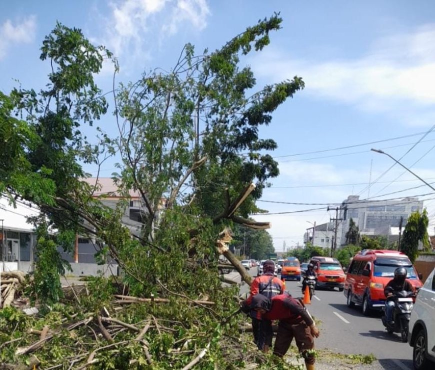 Pemkot Semarang Evakuasi 86 Pohon Tumbang Usai Hujan Angin