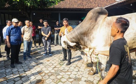 Peternakan Sapi Modern di Purworejo Jadi Sorotan, Berkah Setia Farm Tembus Pasar Premium