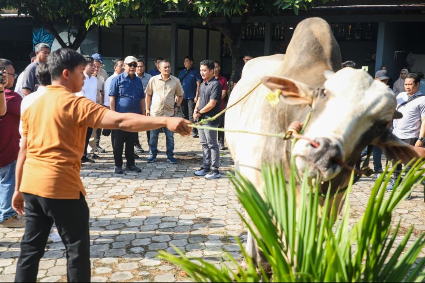 Peternakan Modern di Purworejo Jadi Inspirasi, Berkah Setia Farm Hasilkan Sapi Premium