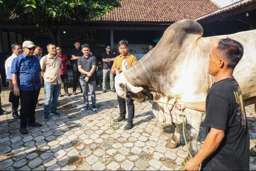 Peternakan Sapi Modern di Purworejo Jadi Sorotan, Berkah Setia Farm Tembus Pasar Premium