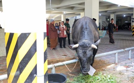 Pemkot Semarang Salurkan Hewan Kurban ke Masjid, Perkuat Tradisi Berbagi di Iduladha