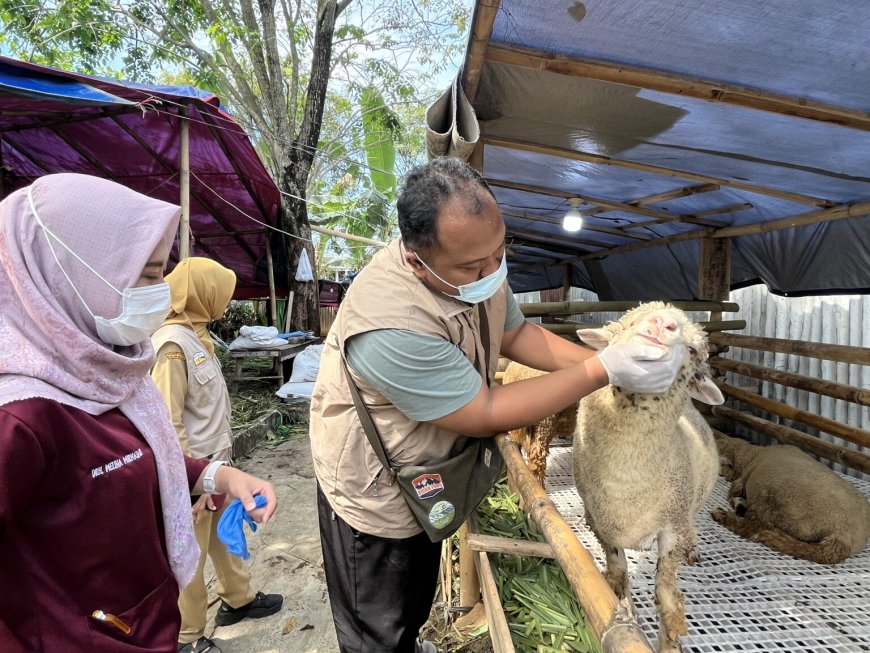 Jelang Iduladha, Dispertan Semarang Temukan Pedagang Hewan Kurban Belum Lengkapi SKKH